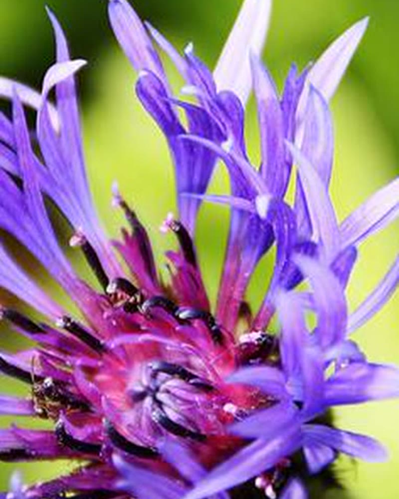 Photographie macro — Thomas Loiseau Visuals