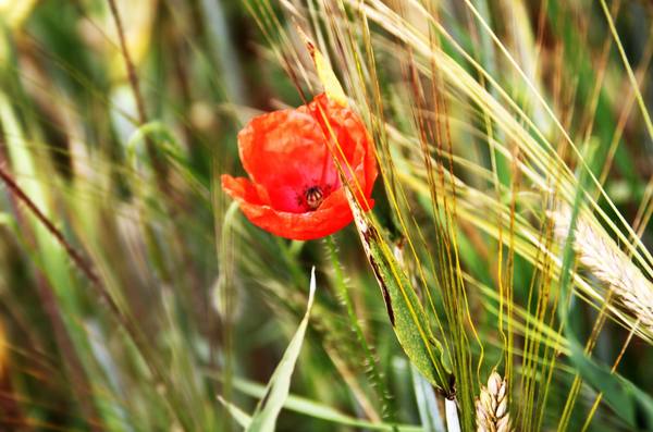 Coquelicot